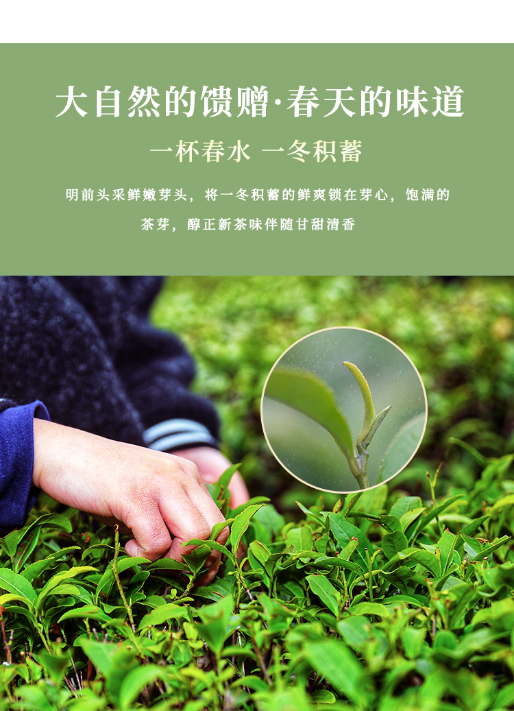 品质口粮精品仙毫磨砂罐50g详情图3