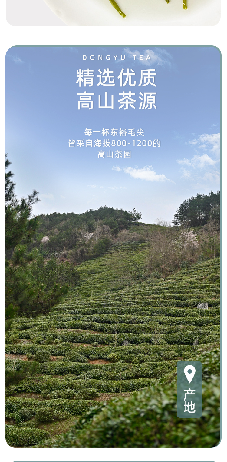 品质口粮特级纯甜毛尖蒂芙尼蓝铁罐100g详情图9