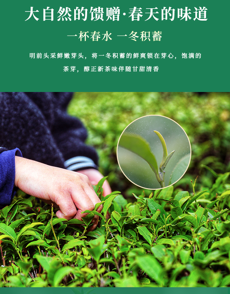 东裕经典系列一级仙毫礼盒212g详情图5
