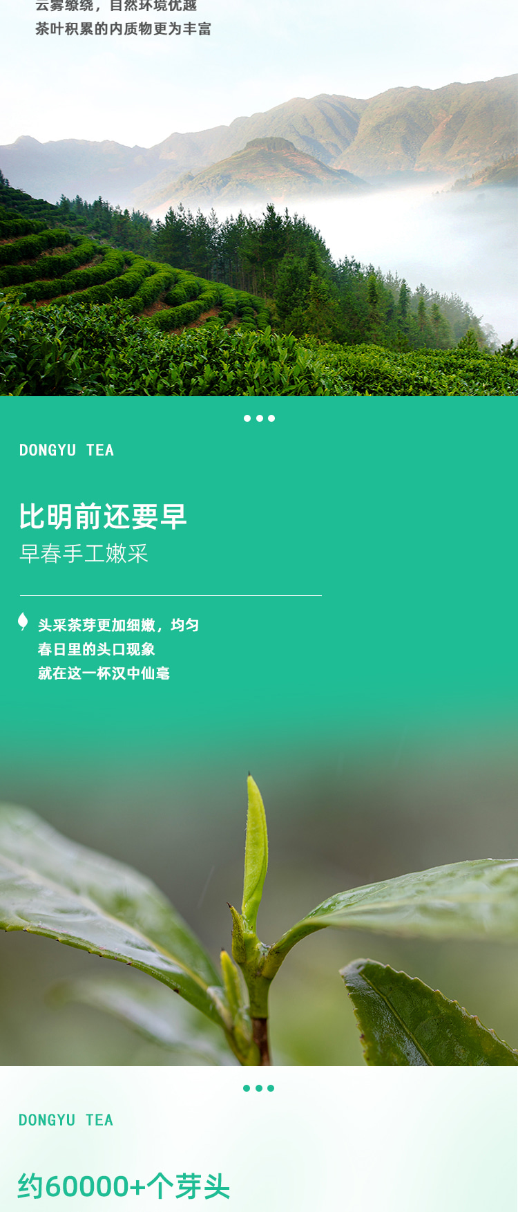 东裕品质口粮精品只此青绿汉中仙毫60g详情图5